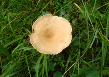 Kerbrandiger Trichterling (Infundibulicybe costata) - © Bernard Wieser